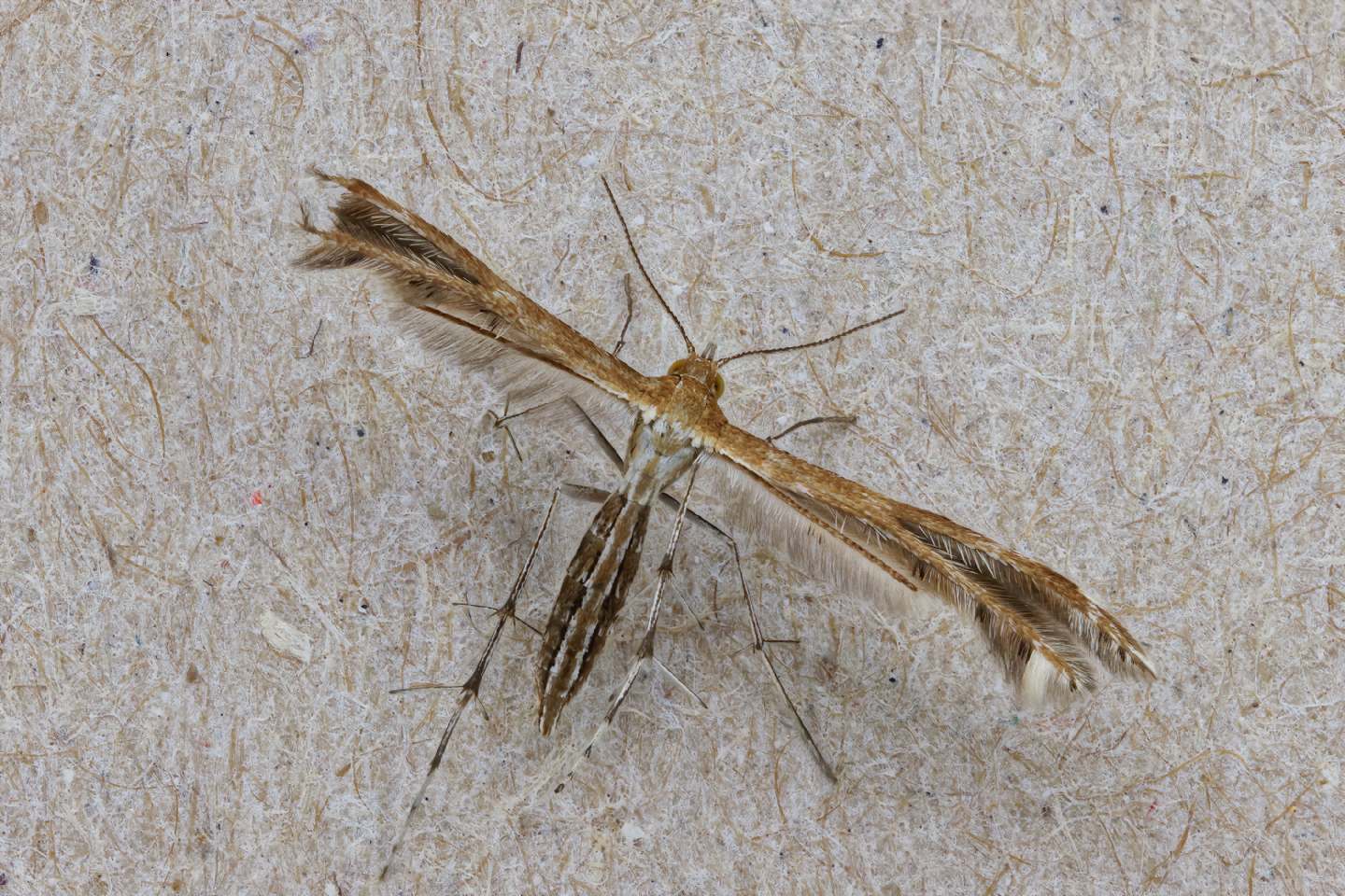 Pterophoridae